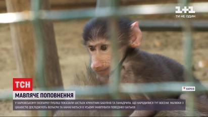 Осінній бебі-бум: у харківському екопарку - мавпяче поповнення