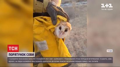 Пожарные в Калифорнии спасли сову, которая оказались в огненной ловушке