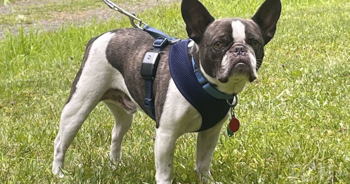 Французький бульдог