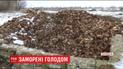 80 тисяч курей заморили голодом у фермерському господарстві на Херсонщині