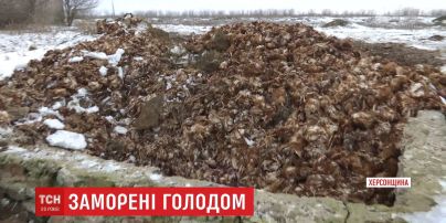 80 тисяч курей заморили голодом у фермерському господарстві на Херсонщині