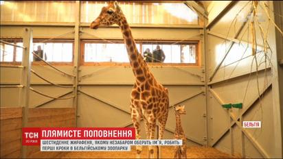 Миле жирафеня: у бельгійському зоопарку показали наймолодшого мешканця
