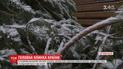 Головну ялинку України цьогоріч привезуть з Житомирщини
