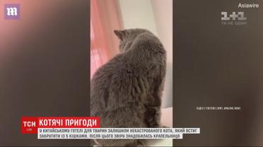 Коту понадобилась капельница после "романа" с 5 кошками