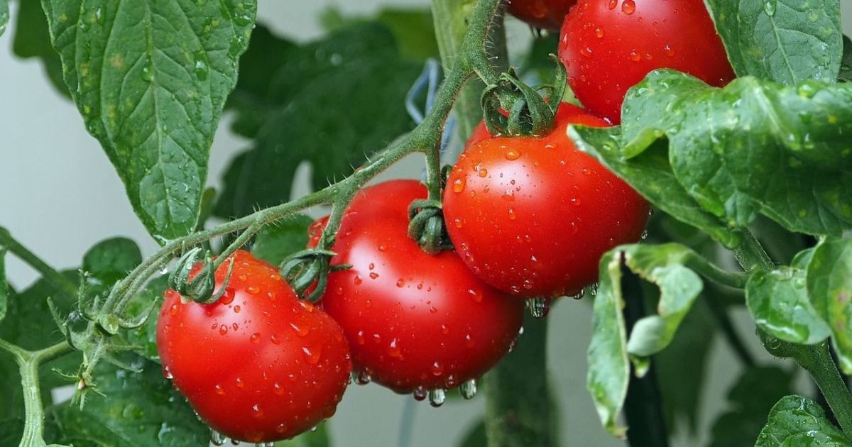 Помідори здорожчали / pixabay.com