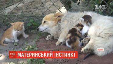 Дочки-матері: у селі на Волині собака всиновила трьох кошенят