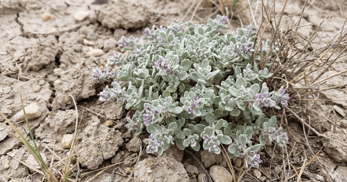 Tidestromia oblongifolia