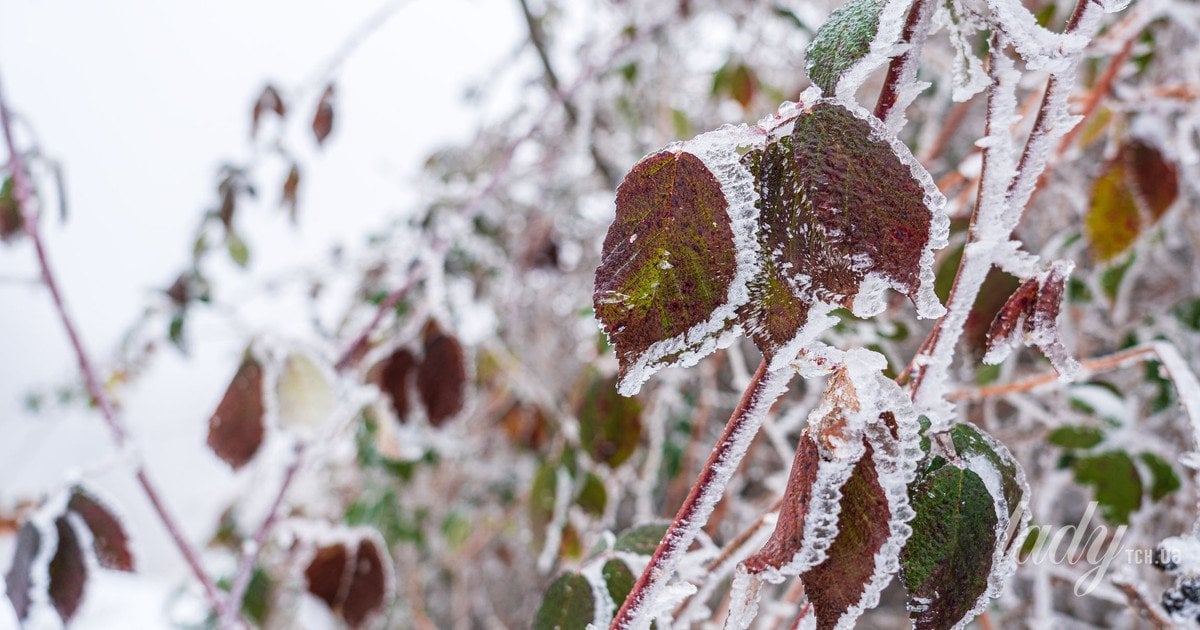 Зимовий пейзаж