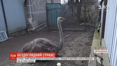На Хмельниччині страус, який влаштував колапс на дорозі, голодує