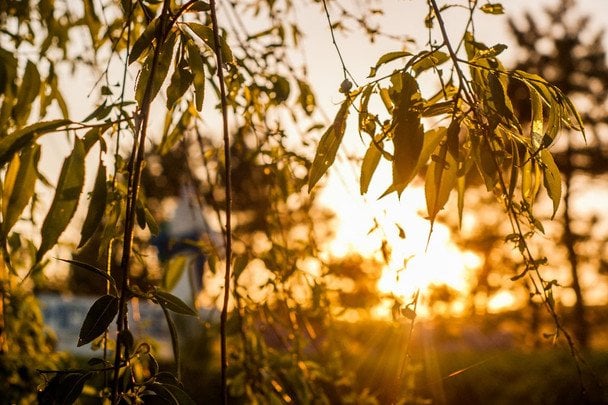 Народні прикмети 26 липня / © pexels.com