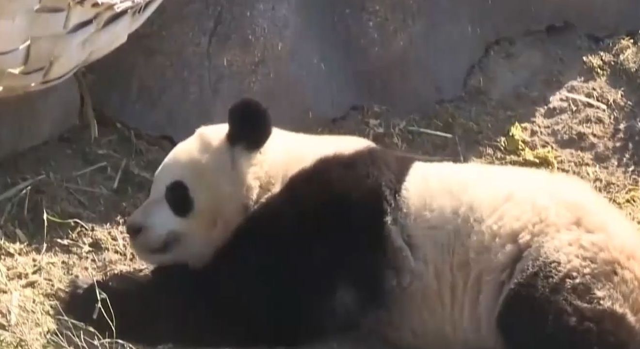 Из зоопарка в Торонто перевезут семью панд