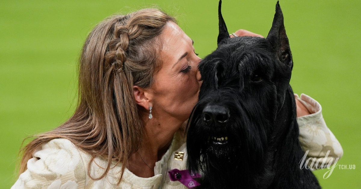 Чи можуть собаки розуміти людську мову