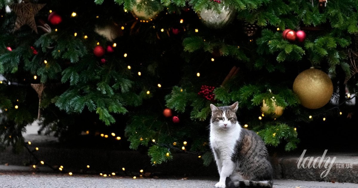 Кіт проти ялинки: як зробити святковий декор безпечним для улюбленця