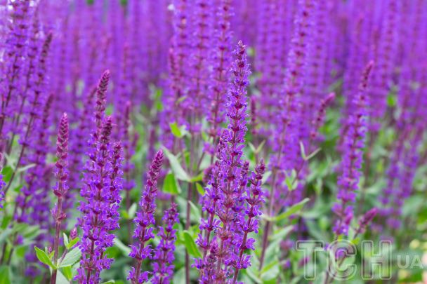 Шавлія / © Credits