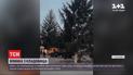 Главную елку Дубно Ровенской области срубили на кладбище