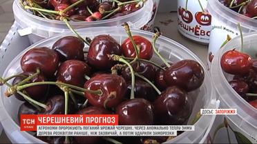 Весенние мороз: плоды черешни вряд ли порадуют украинском этого года