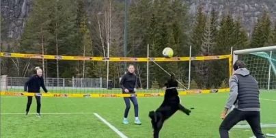 Настоящий профи: в Норвегии собаку научили играть в волейбол и сделали звездой Сети