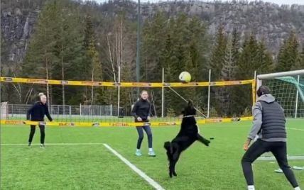 Настоящий профи: в Норвегии собаку научили играть в волейбол и сделали звездой Сети