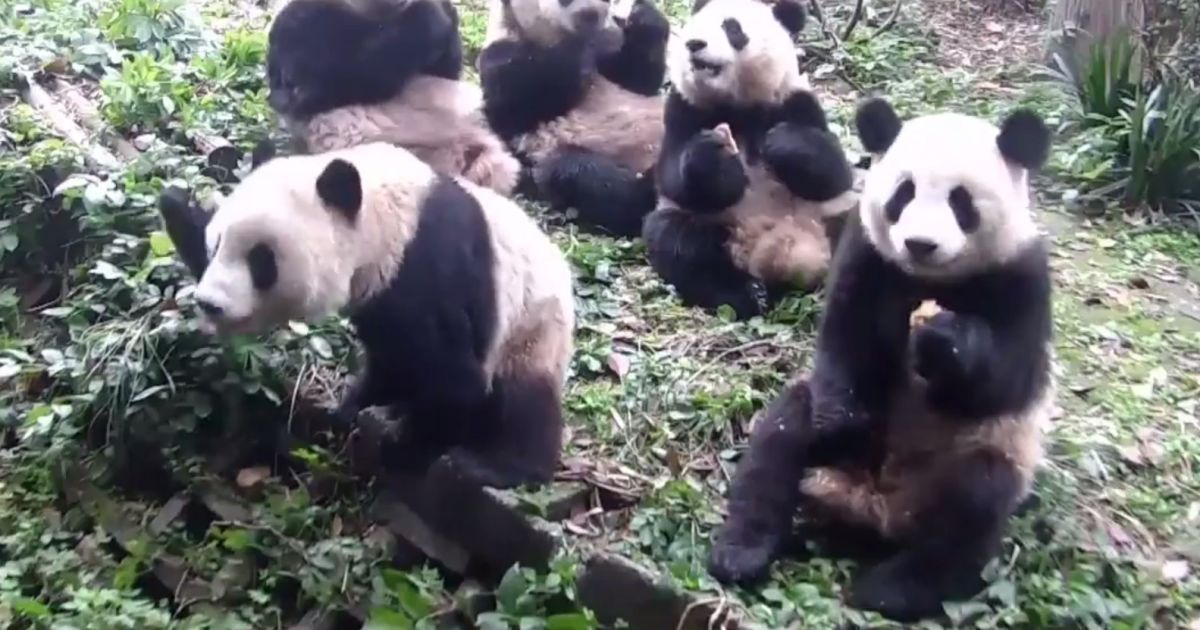 Момент отчаяния: в Китае озадаченная панда едва нашла еду, которая лежала возле нее