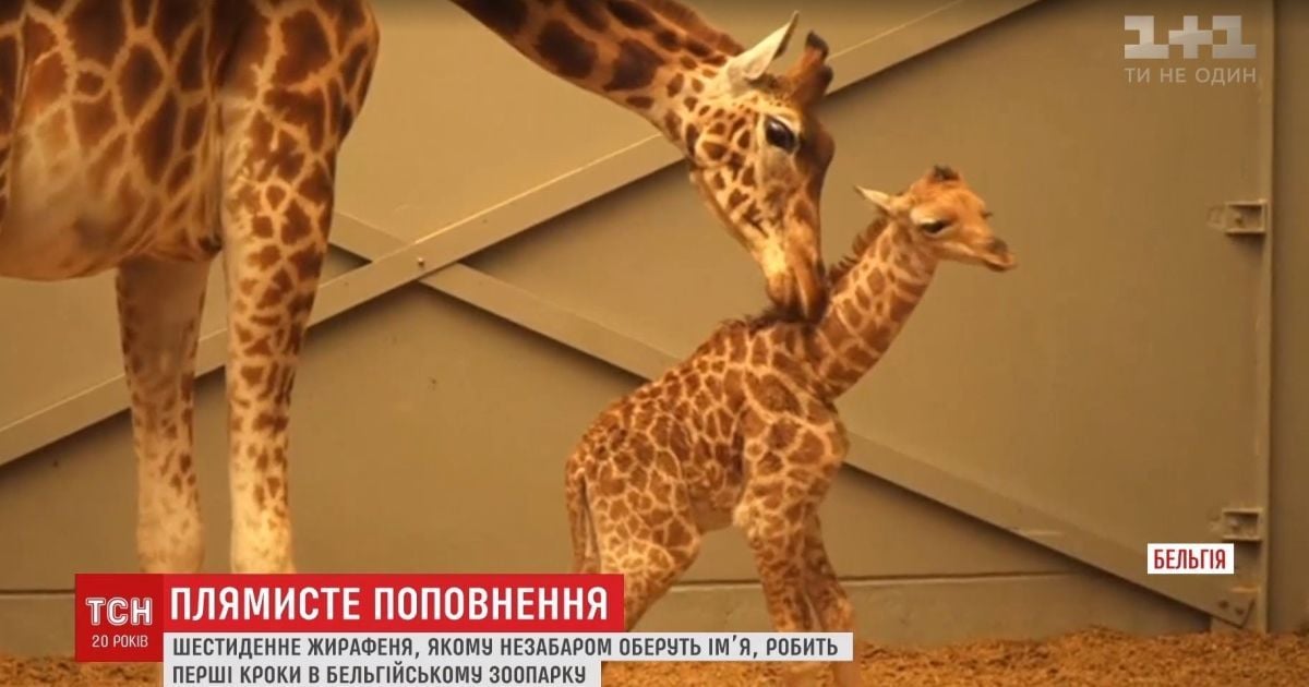 В бельгийском зоопарке родился забавный жирафенок