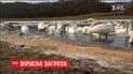 На Тернопільщині лебеді стали носіями пташиного грипу