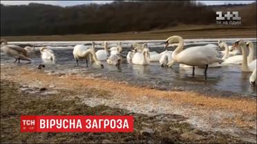 На Тернопільщині лебеді стали носіями пташиного грипу