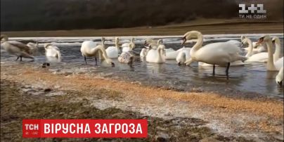 На Тернопільщині лебеді стали носіями пташиного грипу
