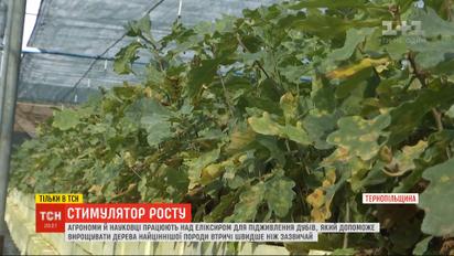 Можно ли вырастить дубы в три раза быстрее - лесники и ученые затеяли эксперимент