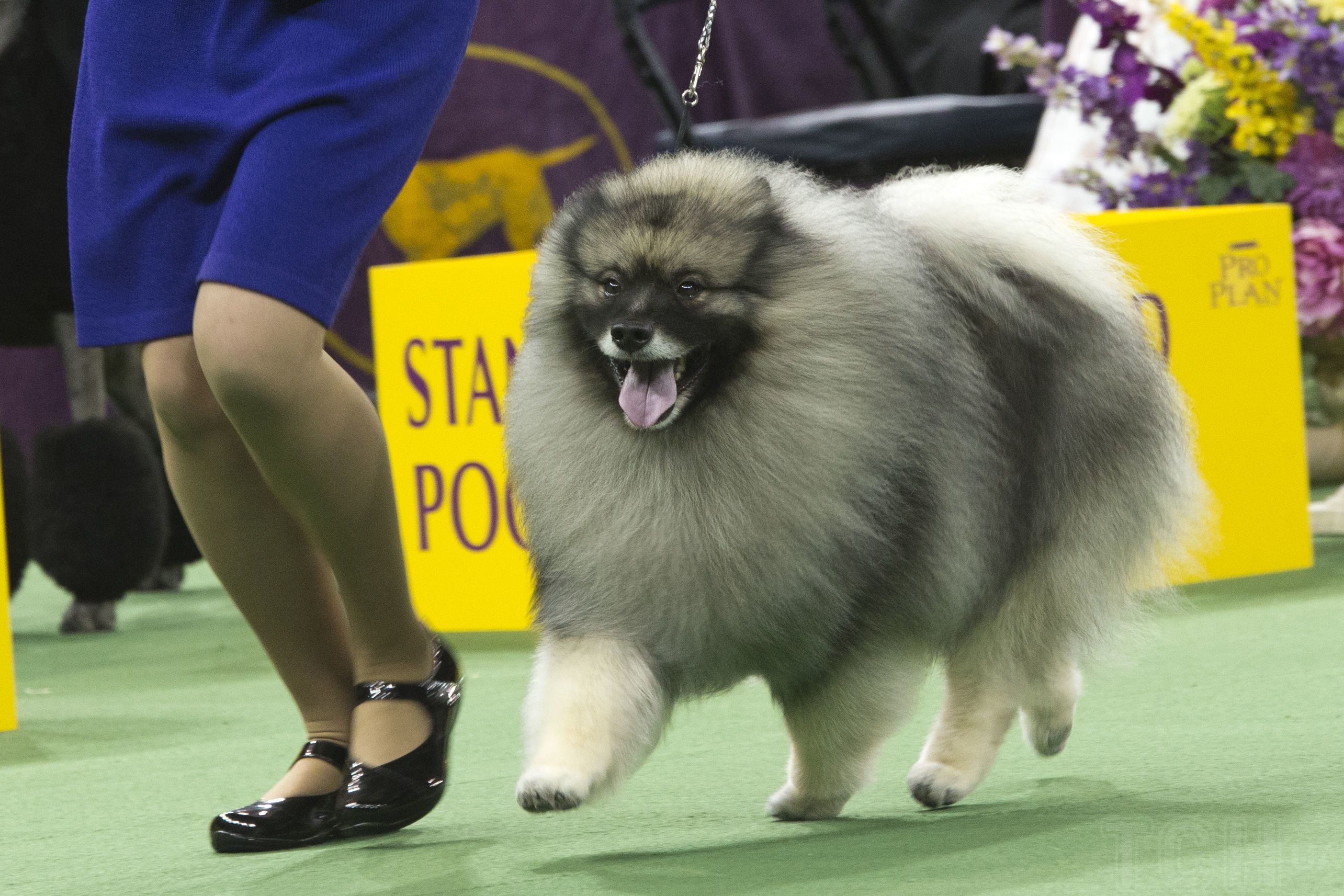 Кеесхонд(немецкий вольфшпиц) / © Associated Press