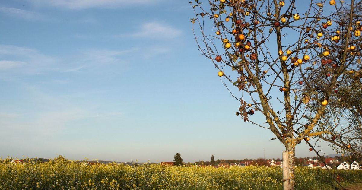 Коли білити дерева восени