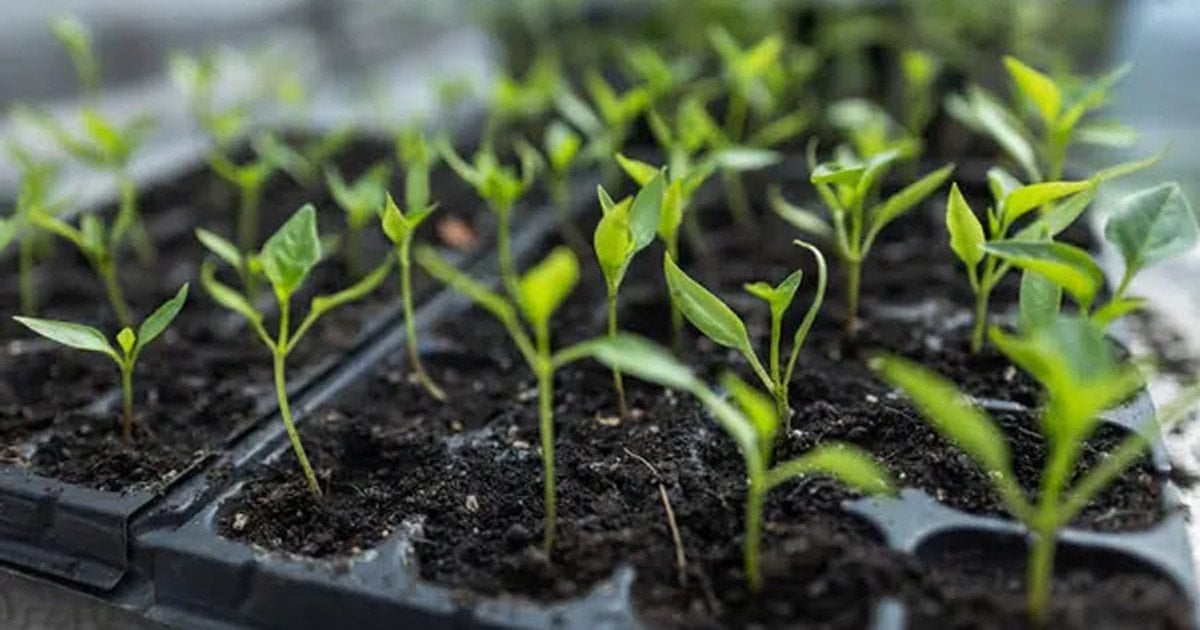 Що сіяти в лютому