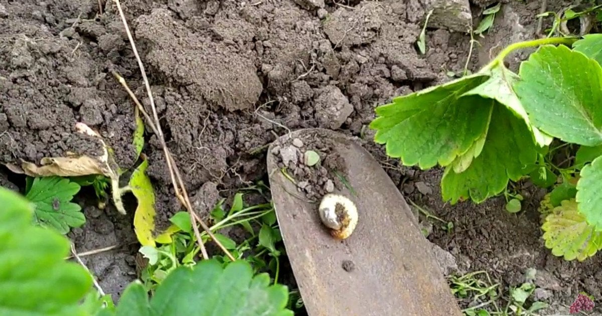 Личинка хруща