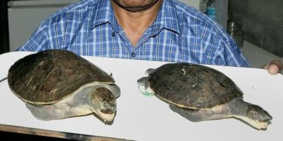 В Новой Гвинее исследователи нашли уникальный вид пресноводной черепахи