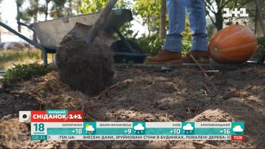 Что такое теплая грядка и как ее сделать – Сніданок на дачі