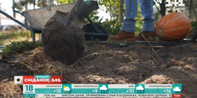 Что такое теплая грядка и как ее сделать – Сніданок на дачі