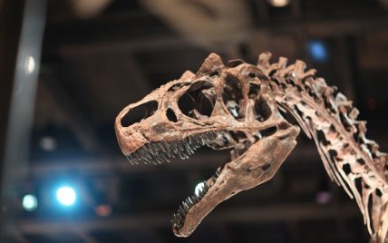 Вчені з'ясували, скільки тиранозаврів ходили по Землі