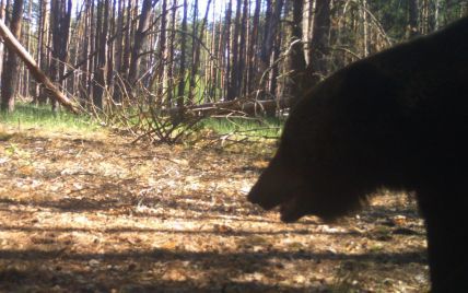 У Чорнобильській зоні вдруге за довгий час зафіксували бурого ведмедя (фото)