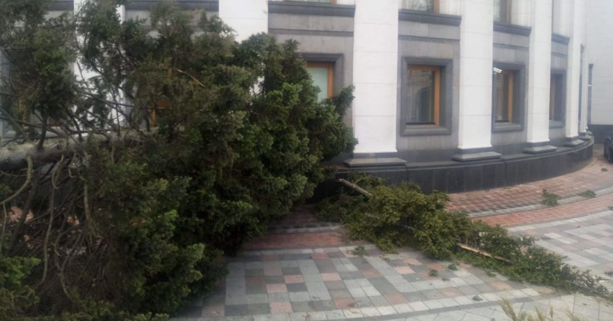На Верховну Раду завалилась висока смерека і обдерла фасад будівлі