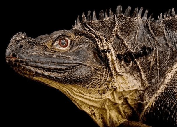 Ящерка Hydrosaurus. / © Pinterest