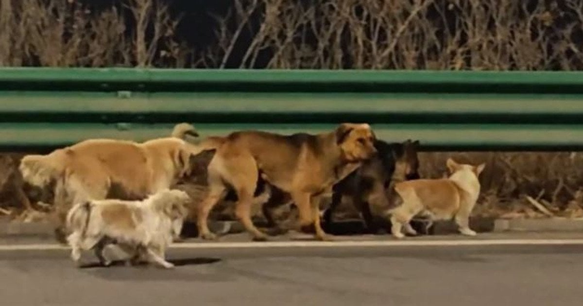 Втеча собак