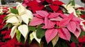 Пуансетія або молочай-різдвяник