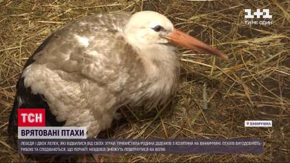 Порятунок пернатих: в яких умовах живуть птахи в родині у Вінницькій області