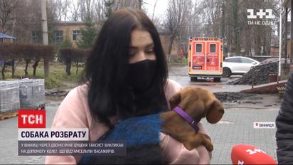 У Вінниці таксист побився з пасажирами через двомісячного цуцика