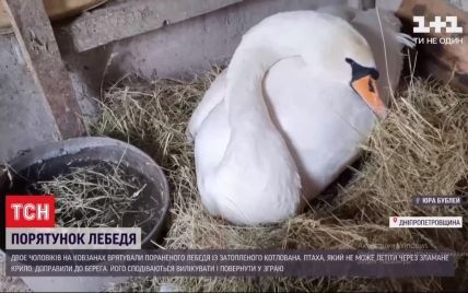Спасение на коньках: под Днепром раненого лебедя спасли отчаянные ребята