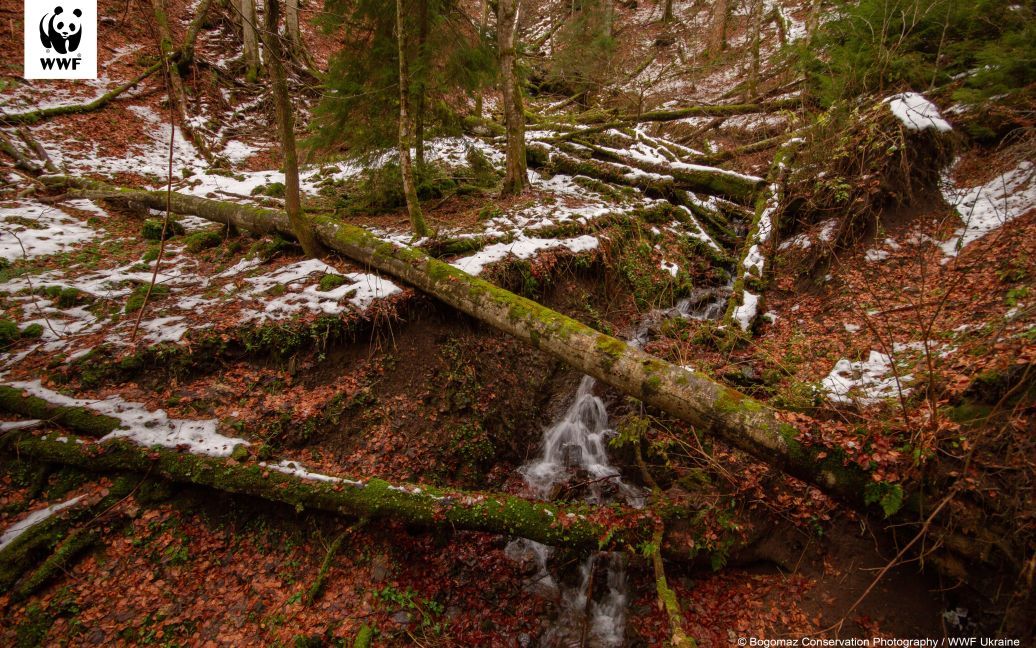 © WWF Ukraine