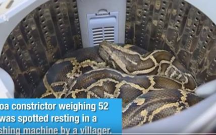 "Пригрела" змею в стиральной машине. Китаянка случайно обнаружила дома огромного удава