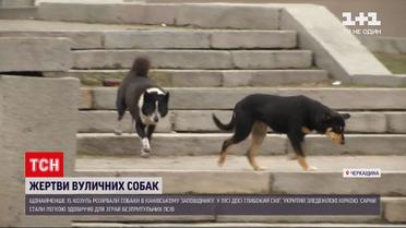 Новини України: у Канівському заповіднику зграя безпритульних собак розірвала козуль