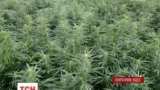 На Прикарпатье работники СБУ обнаружили плантацию сортовой конопли: растения достигали 3 метров