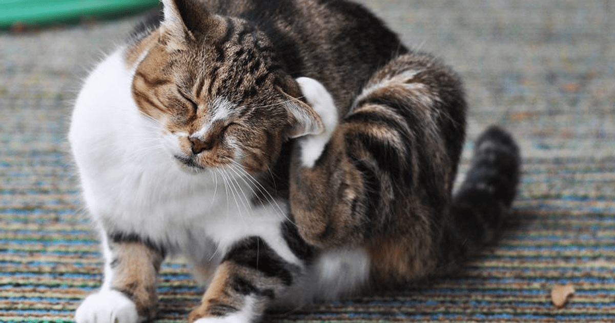 Як часто обробляти кота від бліх