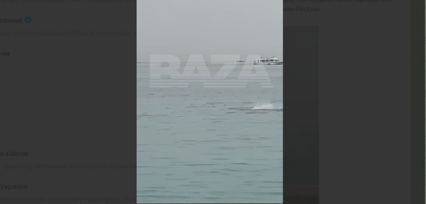 Акула з'їла чоловіка поблизу берега. Загиблий - громадянин Росії / Фото: скрин відео 